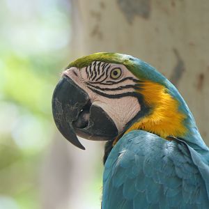 Billabong Sanctuary - Blue-and-gold Macaw