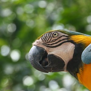 Billabong Sanctuary - Blue-and-gold Macaw