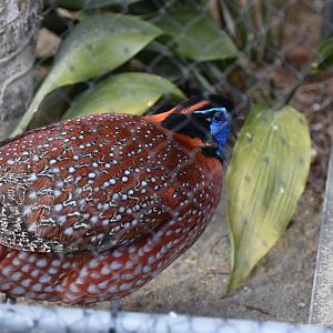 Temminck's Tragopan
