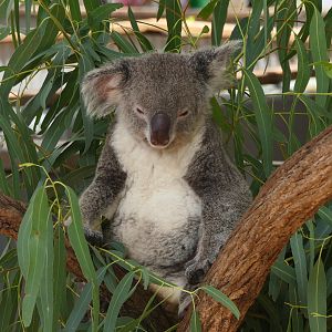Billabong Sanctuary - Queensland Koala