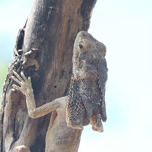 Billabong Sanctuary - Frilled Lizard