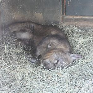 Billabong Sanctuary - Southern Hairy-nosed Wombat