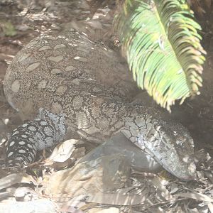 Billabong Sanctuary - Perentie
