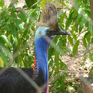 Billabong Sanctuary - Southern Cassowary