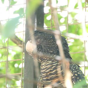 Billabong Sanctuary - Red-tailed Black Cockatoo