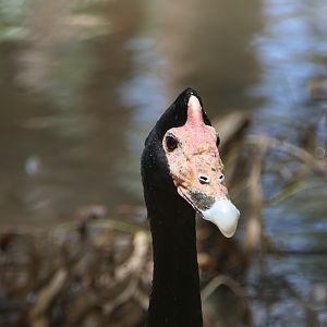 Billabong Sanctuary - Magpie Goose, wild
