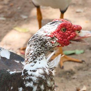 Billabong Sanctuary - Domestic Muscovy Duck