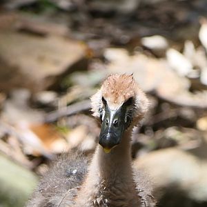 Billabong Sanctuary - Magpie Gosling, wild