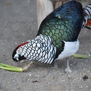 Lady Amherst's Pheasant
