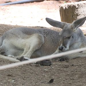 Billabong Sanctuary - Eastern Grey Kangaroo
