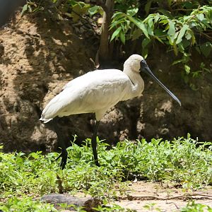 Billabong Sanctuary - Royal Spoonbill, wild