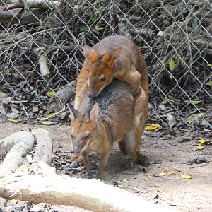 Billabong Sanctuary - Red-legged Pademelons mating