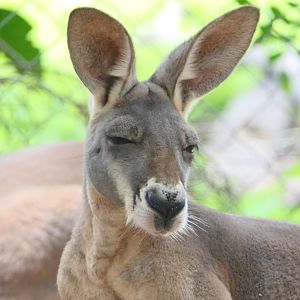 Billabong Sanctuary - Red Kangaroo