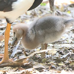 Billabong Sanctuary - Magpie Gosling, wild