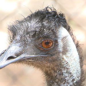 Billabong Sanctuary - Emu