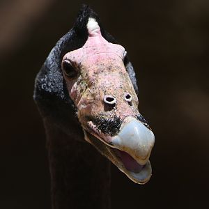 Billabong Sanctuary - Magpie Goose, wild