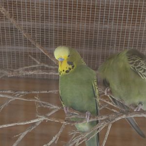 Billabong Sanctuary - Budgerigars