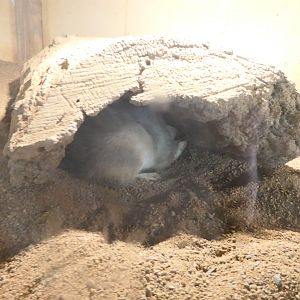 Billabong Sanctuary - Greater Bilby