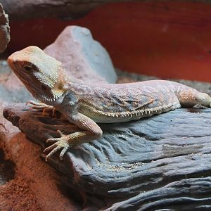 Billabong Sanctuary - Central Bearded Dragon