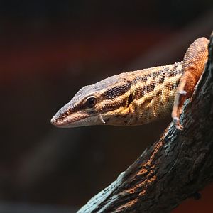 Billabong Sanctuary - Spiny-tailed Monitor