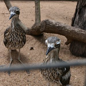 Billabong Sanctuary - Bush Stone-curlews