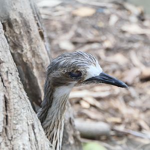Billabong Sanctuary - Bush Stone-curlew missing an eye
