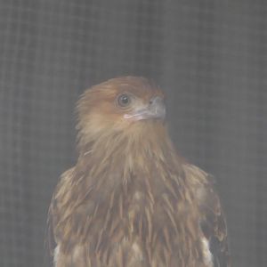 Billabong Sanctuary - Whistling Kite