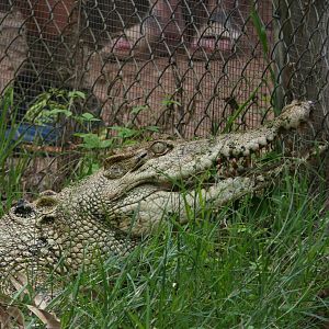 Billabong Sanctuary - Saltwater Crocodile