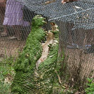 Billabong Sanctuary - Saltwater Crocodile