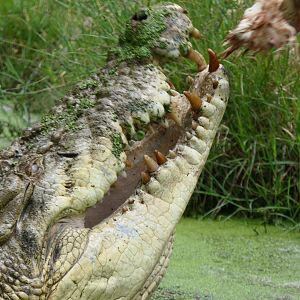 Billabong Sanctuary - Saltwater Crocodile