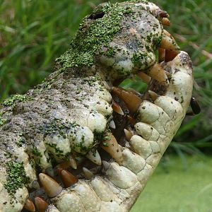 Billabong Sanctuary - Saltwater Crocodile