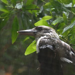 Billabong Sanctuary - soggy Laughing Kookaburra under water sprinkler