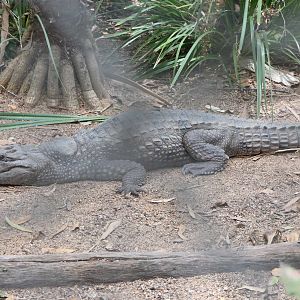 Billabong Sanctuary - Freshwater Crocodile
