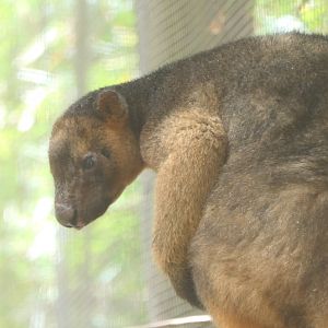 Billabong Sanctuary - Lumholtz' Tree-Kangaroo