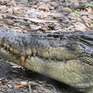 Billabong Sanctuary - Saltwater Crocodile