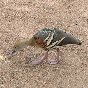 Billabong Sanctuary - Plumed Whistling-Duck, wild