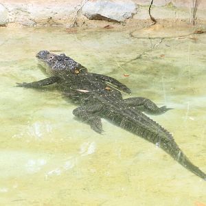 Billabong Sanctuary - American Alligator