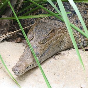 Billabong Sanctuary - New Guinea Crocodile