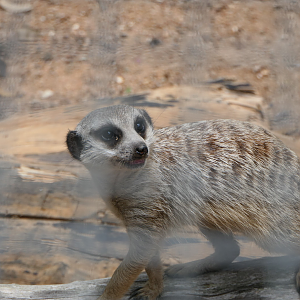 Billabong Sanctuary - Meerkat