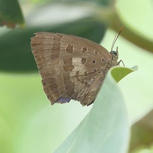 Billabong Sanctuary - Bright Oak-Blue, wild