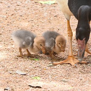Billabong Sanctuary - Magpie Goslings, wild