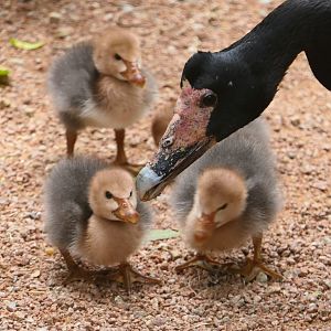 Billabong Sanctuary - Magpie Goslings, wild