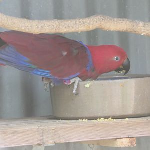 Billabong Sanctuary - Papuan Eclectus