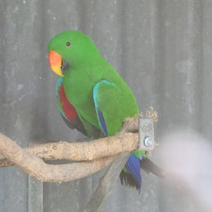 Billabong Sanctuary - Papuan Eclectus