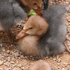 Billabong Sanctuary - Magpie Goslings, wild