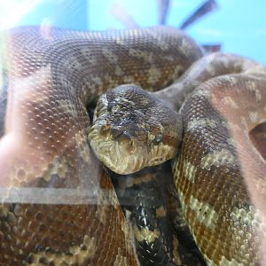 Billabong Sanctuary - Centralian Carpet Python