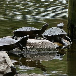 Billabong Sanctuary - Krefft's River Turtles