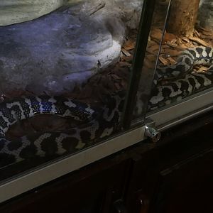 Billabong Sanctuary - Jungle Carpet Python