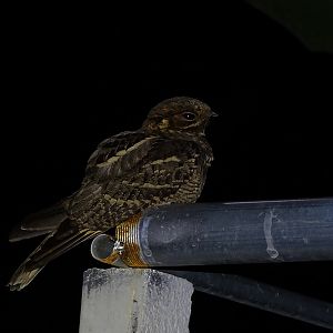 Large-tailed nightjar (Caprimulgus macrurus bimaculatus)