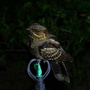 Large-tailed nightjar (Caprimulgus macrurus bimaculatus)